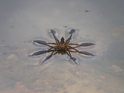 Six-spotted Fishing Spider