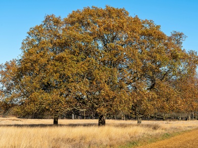 Skinner's Oak