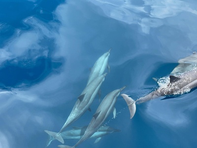 Skipjack tuna