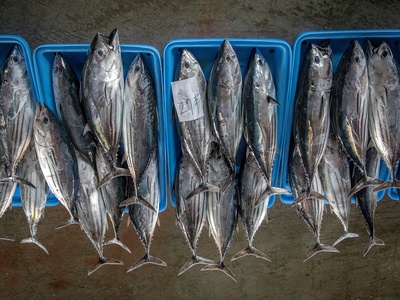 Skipjack tuna