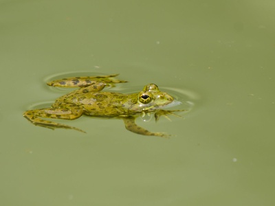 Skittering Frog