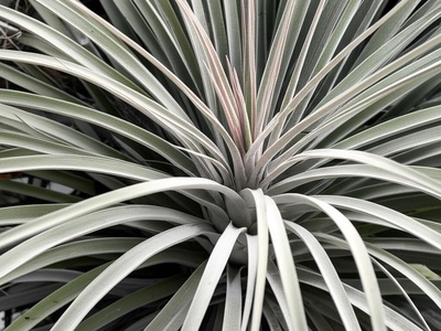 Sky Plant