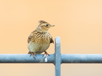 Skylark