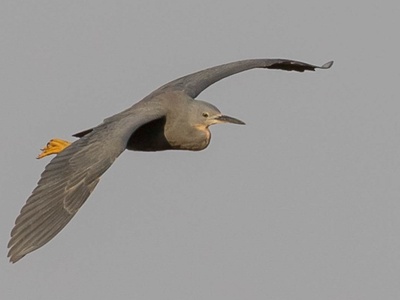 Slaty Egret