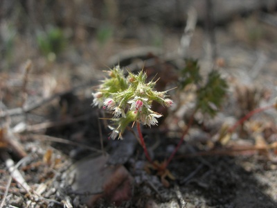 Slender-horned Spineflower