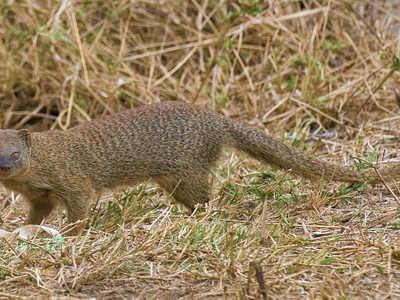 Slender Mongoose