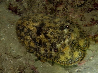 Slipper Lobster