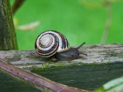 Slugs & snails