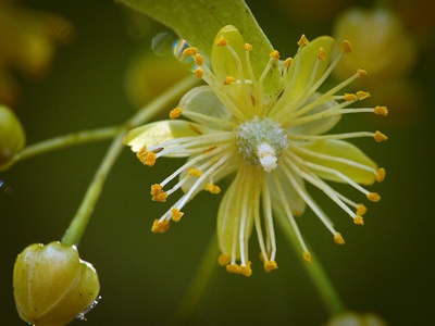 Small-leaved lime