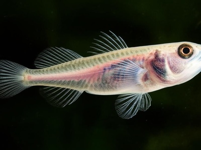 Small Baikal Oilfish