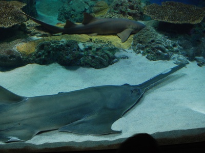 Smalltooth sawfish