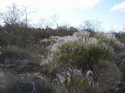 Smokebush