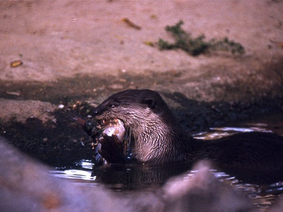 Smooth-coated Otter