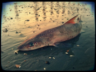 Smooth-hound