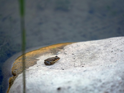 Smooth Newt