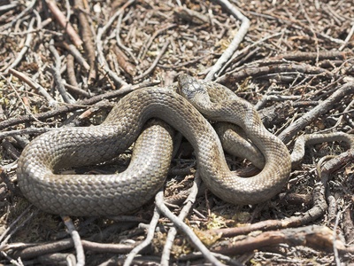 Smooth snake