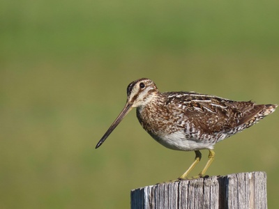 Snipe