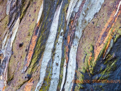 Snow Gum