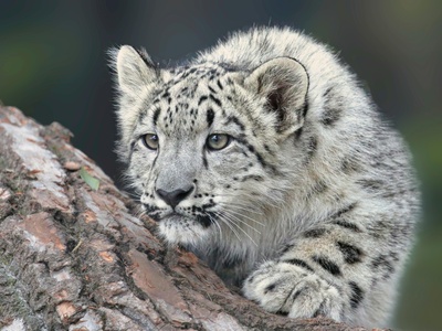 Snow leopard