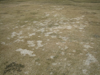 Snow Mold