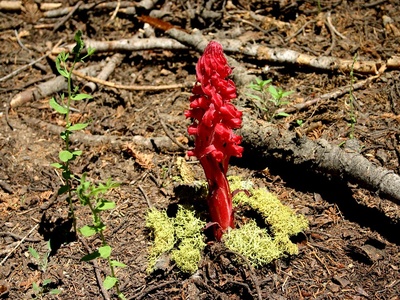Snow plant