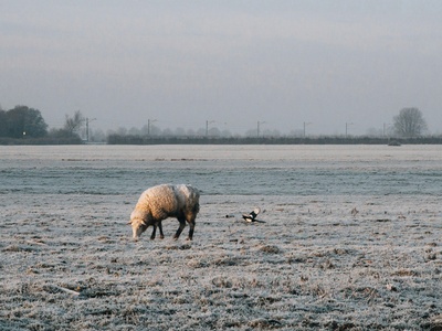Snow Sheep