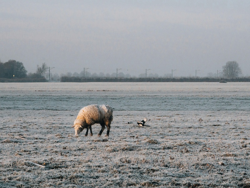 The Complete List of Animals Only Found In Russia - Flora Fauna Fun