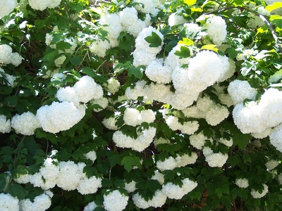 Snowball Plant