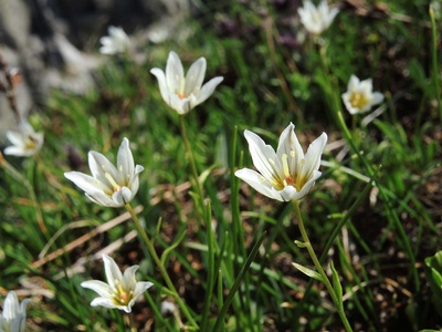 Snowdon Lily