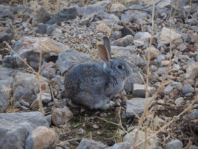 Snowshoe Hare