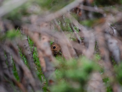 Snowshoe Hare