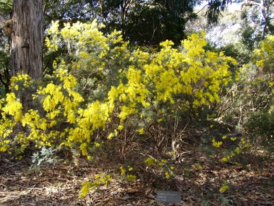 Snowy River Wattle