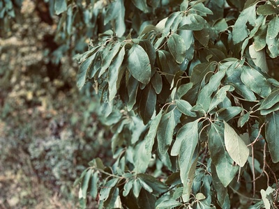 Soap Tree