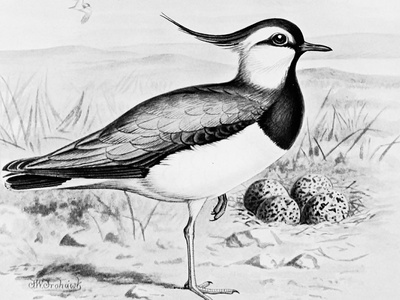 Sociable Lapwing