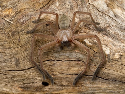 Social Huntsman Spider