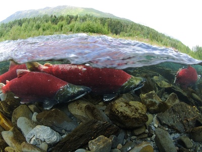 Sockeye salmon
