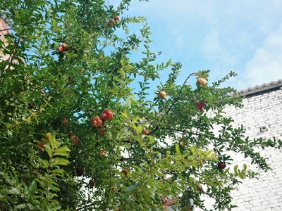 Socotran Pomegranate