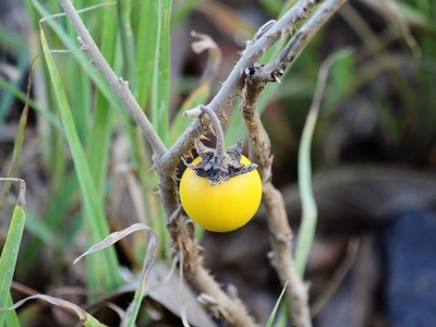 Sodom apple