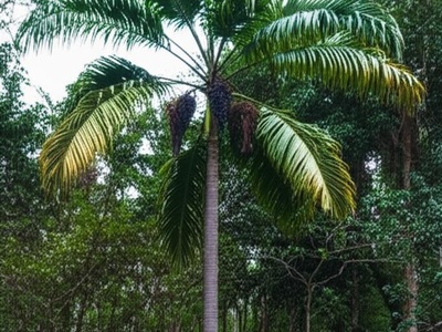 Solitary açaí