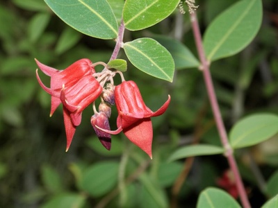 Somali Ceropegia