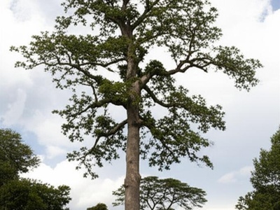 Somali Teak