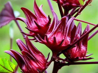 Sorrel