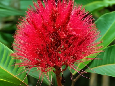 Soufriere Tree