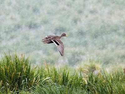 South Georgia Pintail