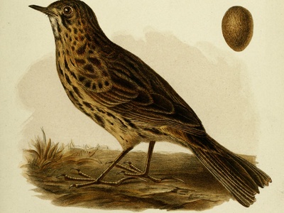 South Georgia Pipit