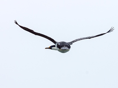 South Georgia Shag