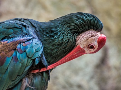 Southern Bald Ibis