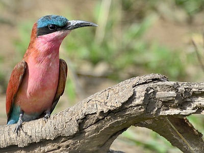 Southern Carmine Bee-eater