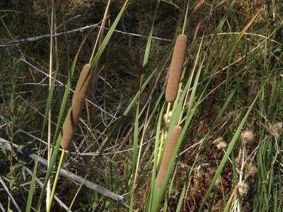 Southern Cattail