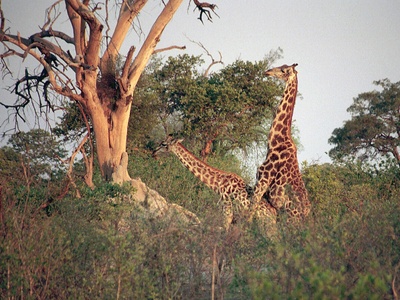 Southern Giraffe